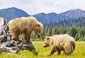 Bears in Denali