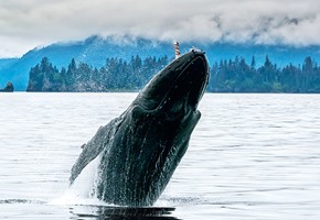 Whale breaching in the Alaskan Ocean