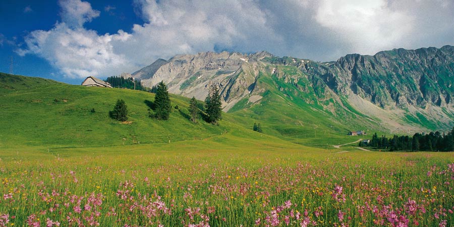 Switzerland meadow