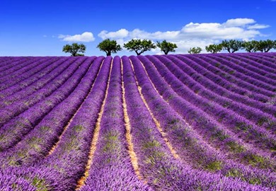 Provence Lavender Field