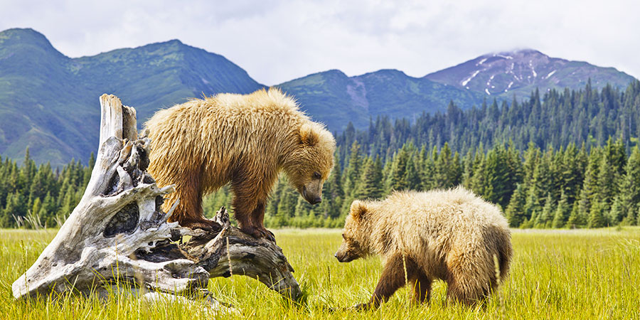 Denali National Park bears