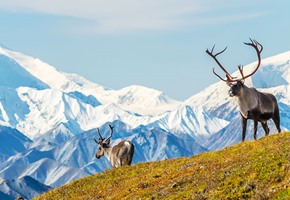 Alaska Railroad