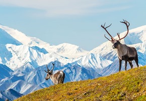 Alaska Railroad
