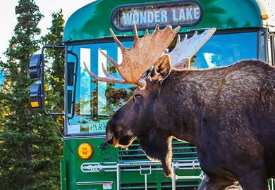 Moose Has Right of way Denali National Park