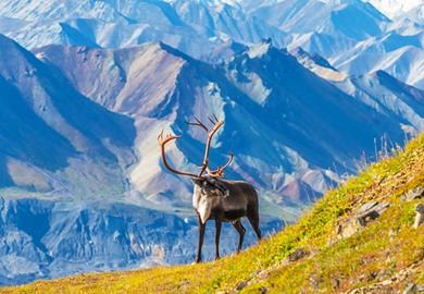 Caribou Deer on Mount Denali