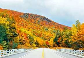 Autumn foliage in white mountain