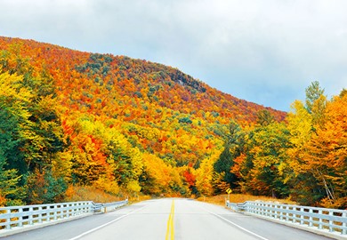 Autumn Foliage In White Mountain