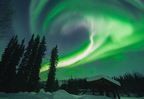 Northern Lights Swirling over Pine Trees