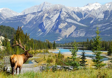 Elk In Jasper National Park