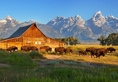 Bison Herd Moulton Barn Grand Teton National Park