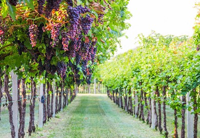 Bunches of Ripe Grapes