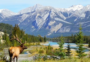 Bow Lake, Banff National Park