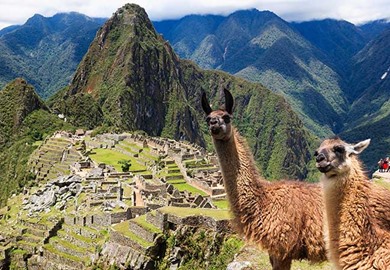 Llama At Machu Picchu