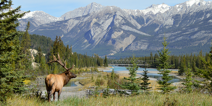 Elk in Jasper National Park