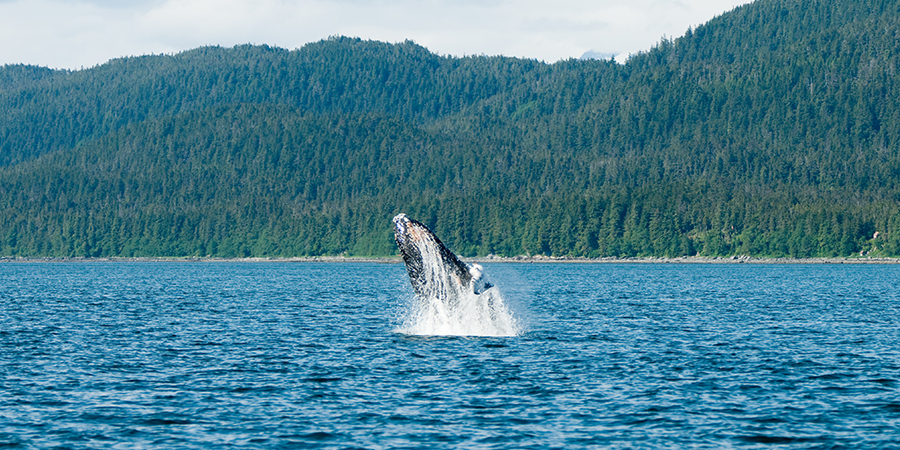 Breaching whales in Alaska