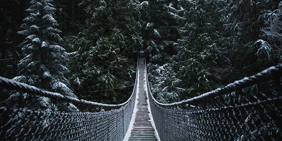 Suspension bridge in the forest