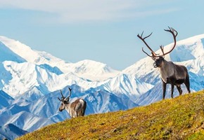 Kenai Fjords National Park