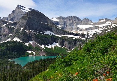 Field of Wildflowers in Glacier 