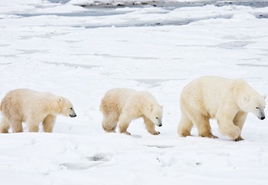 Churchill Wildlife Management Area Polar Bears
