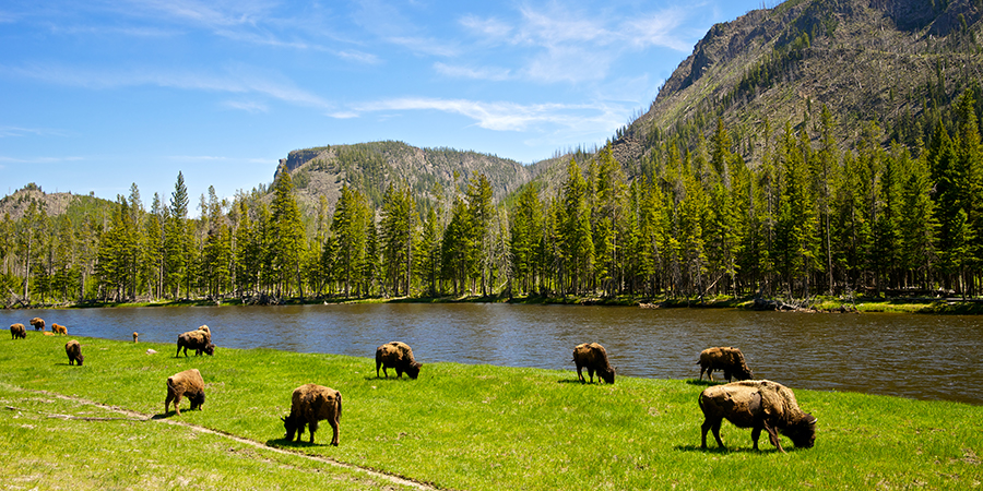 Best Yellowstone National Park Rail Vacations