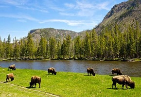 Best Yellowstone National Park Rail Vacations