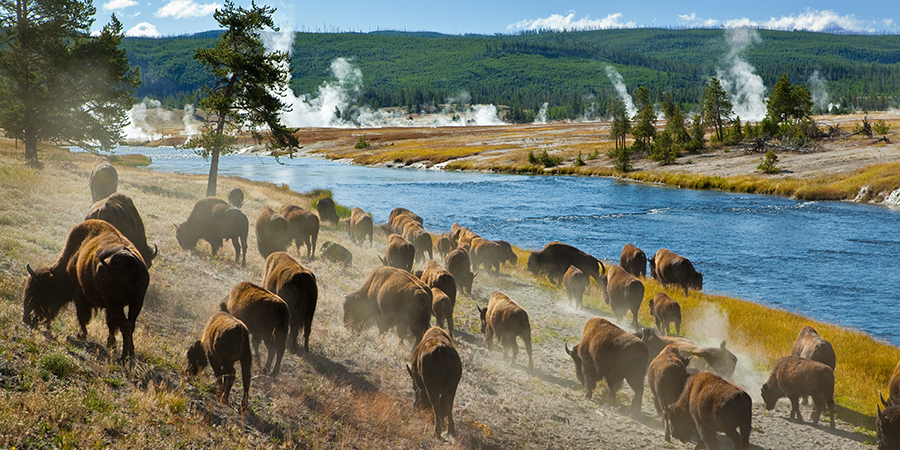 Yellowstone National Park Bison