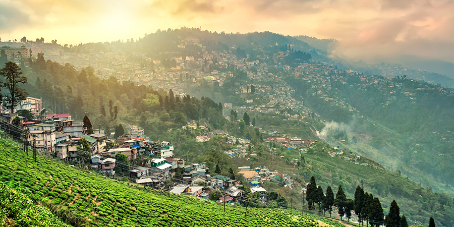 Tea plantations in Darjeeling