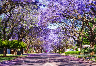 Jacaranda Trees Pretoria South Africa