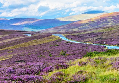 Purple Heather Cairngorms National Park Scotland