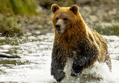 Bear at Knight Inlet