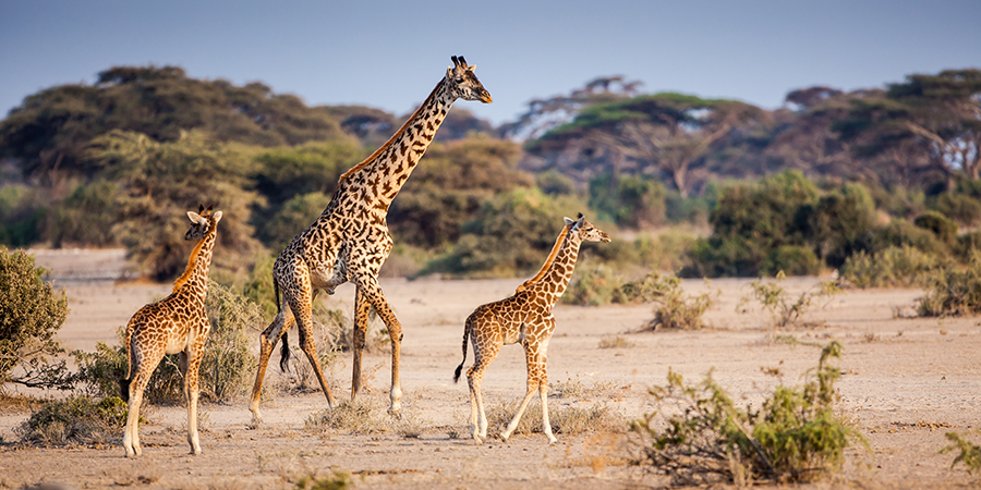 Giraffe Family