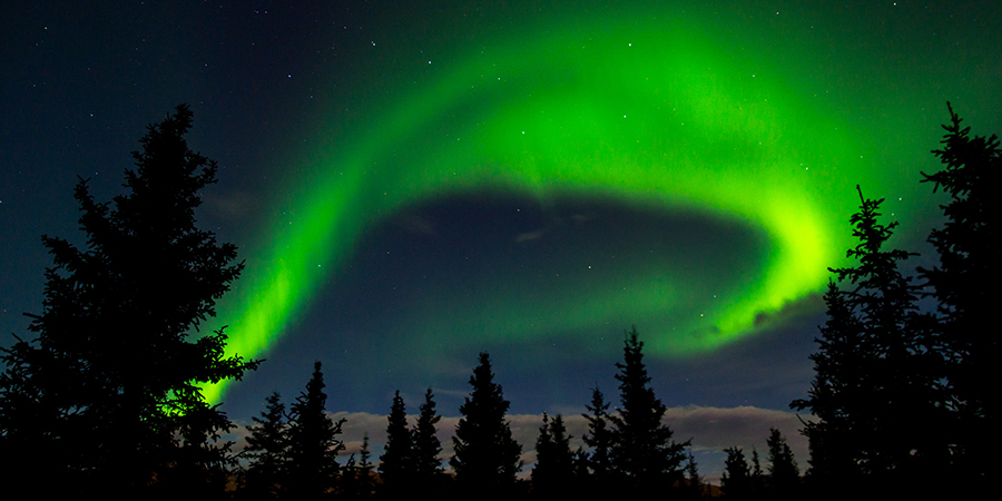 The Northern Lights Over The Forest