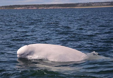Belugas In Churchill River