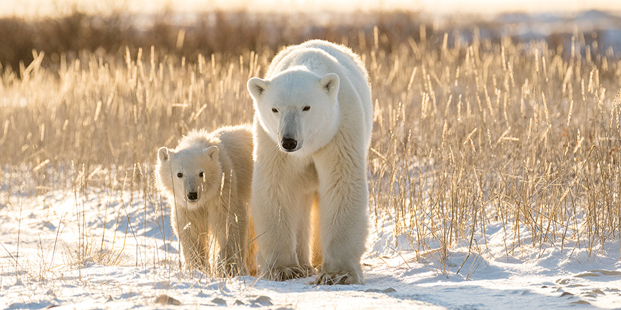 Polar Bears On Tundra In Arctic Sunset