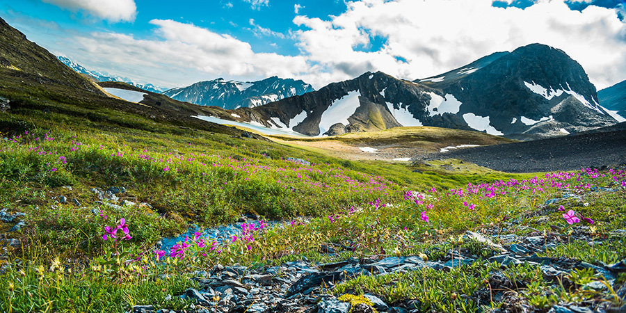 Alaskan Mountain Peaks Flowers
