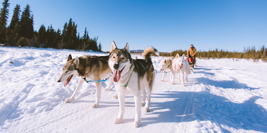 Dog Sledding Fairbank Alaska