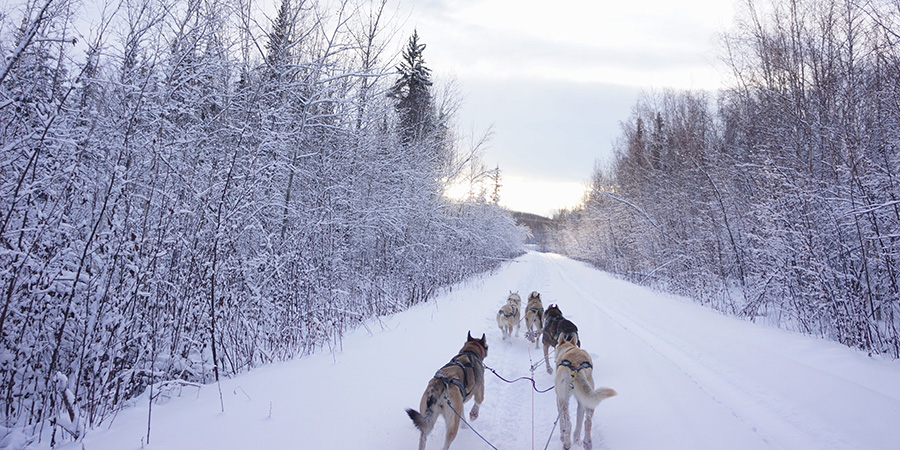 Dog Sledding Fairbanks