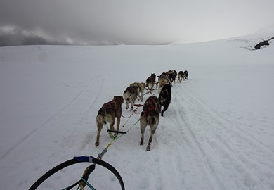 Sled Dogs 