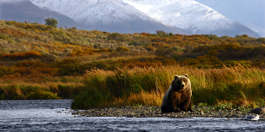 Kodiak Brown Bear