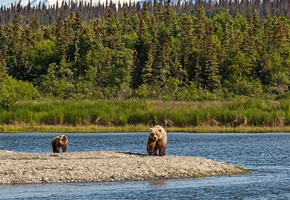 The Adventure That Comes with Visiting Alaska in Summer