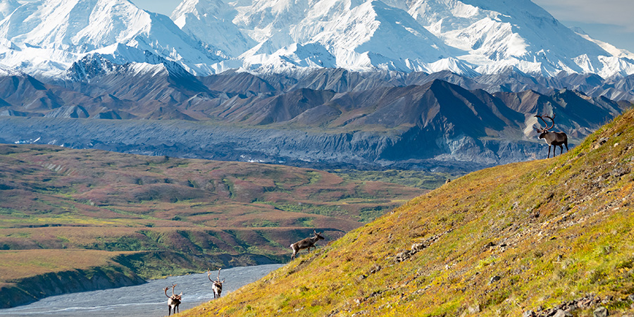 Caribou Deer In Front Of Mount Denali Alaska