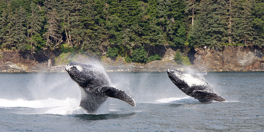 Humpback Whales Bubblenet Feeding In Juneau Alaska