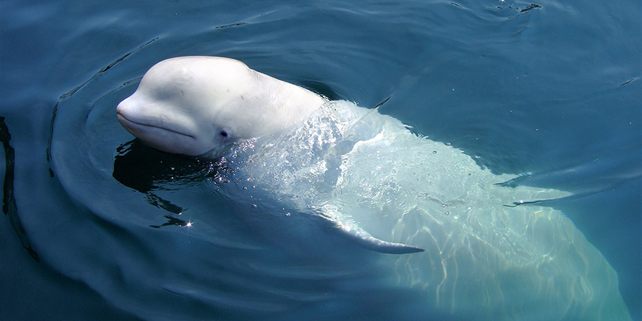 Beluga Whale In Nature