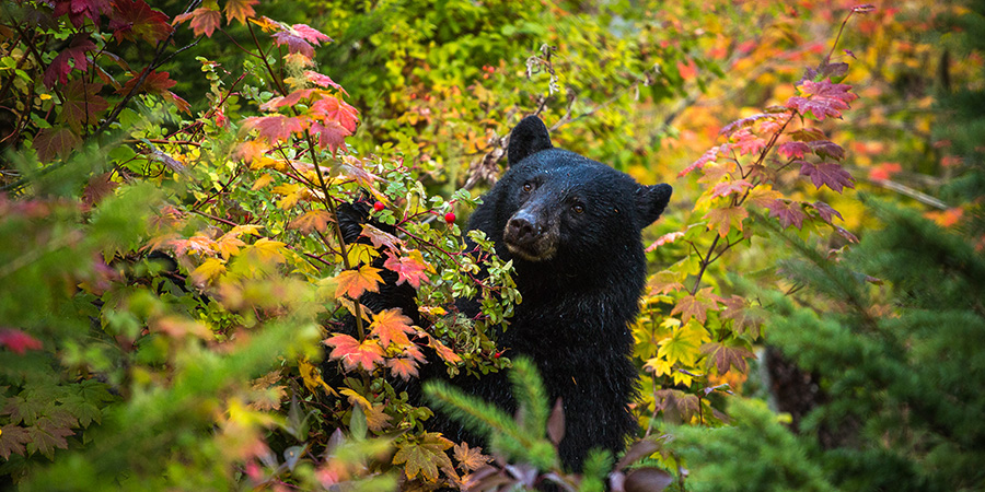 Black Bear