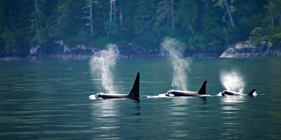 Killer Whales Vancouver Island