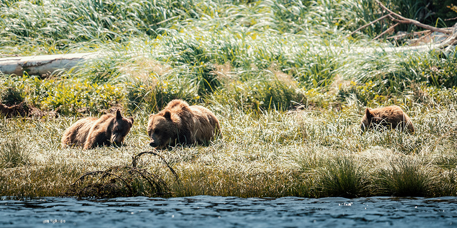 Grizzly Bear At Low Tide Knight Inlet