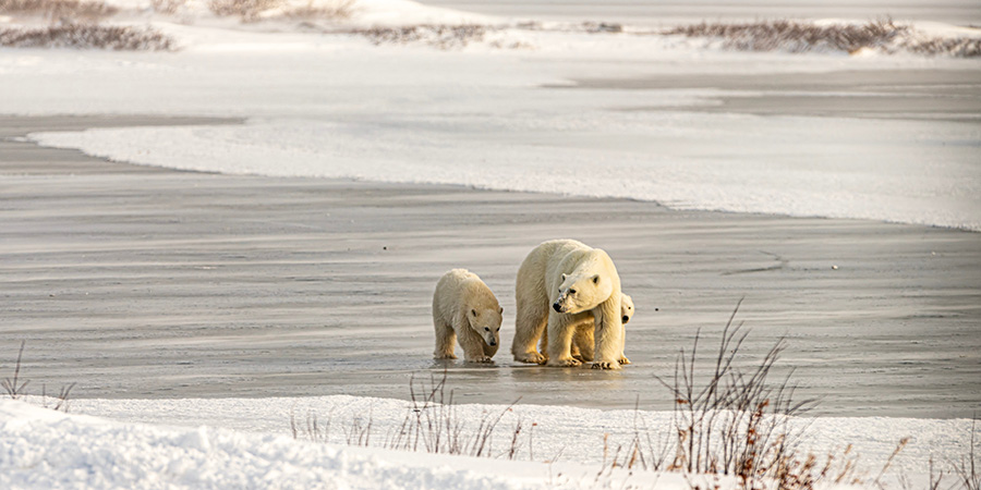 Polar Bears Churchill Canada