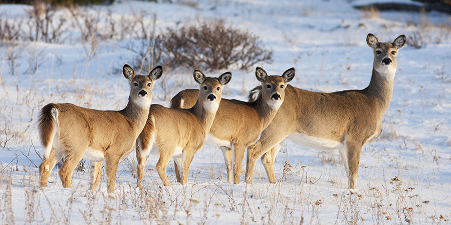 White Tail Deer 