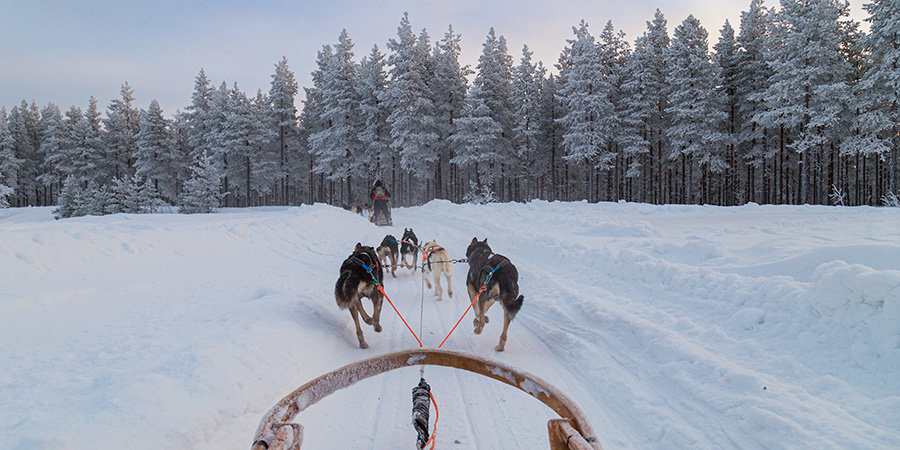 Dog Sledding