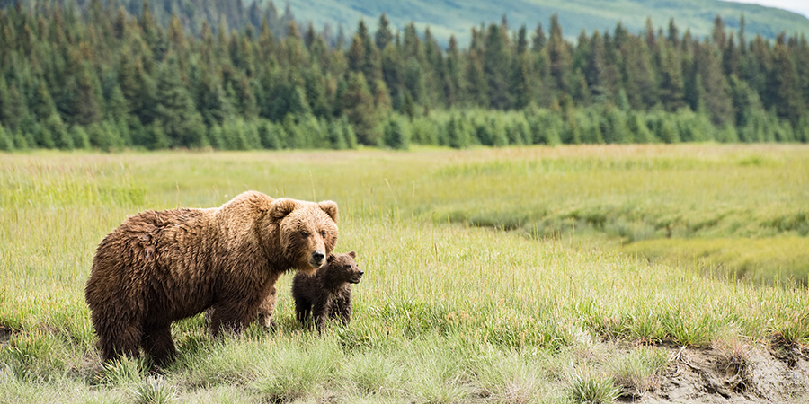 Coastal Brown Bears